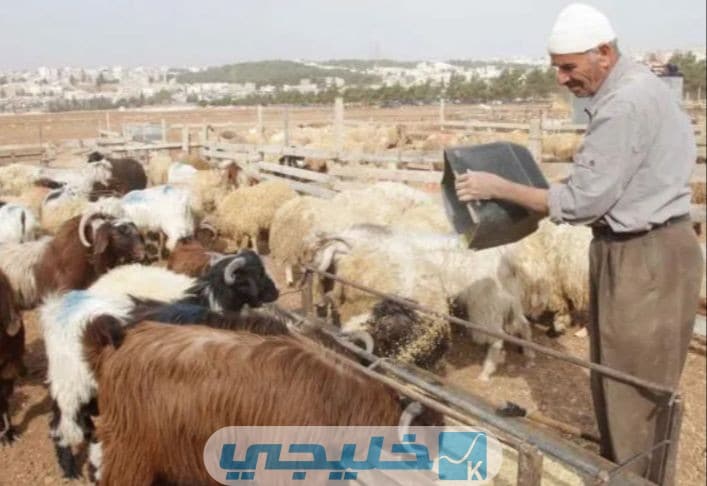 هل ينبغي الإفصاح عن دعم المواشي في حساب المواطن