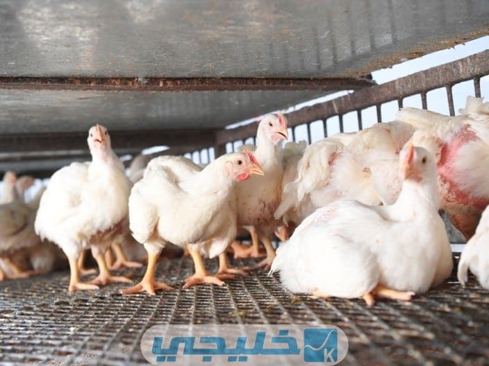 أنواع الدجاج في التموين الكويتي