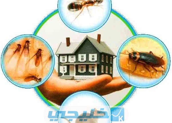 افضل شركة مكافحة حشرات بالكويت