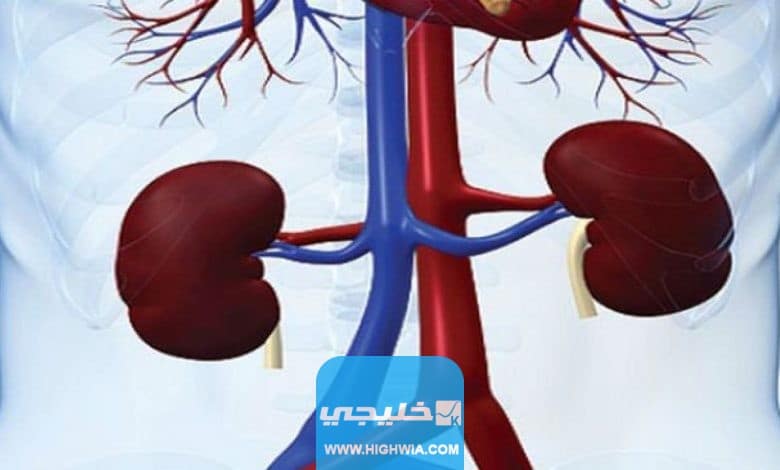 ما أهمية الكلية في الجسم