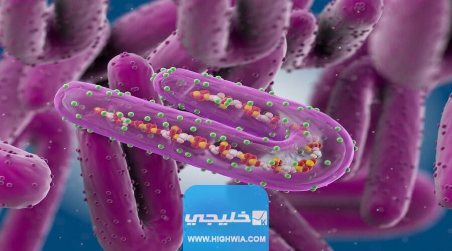 فيروس ماربورغ