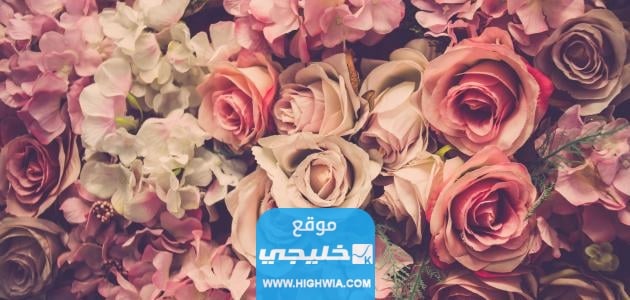 تفسير حلم رؤية الورد والزهور في المنام للإمام صادق