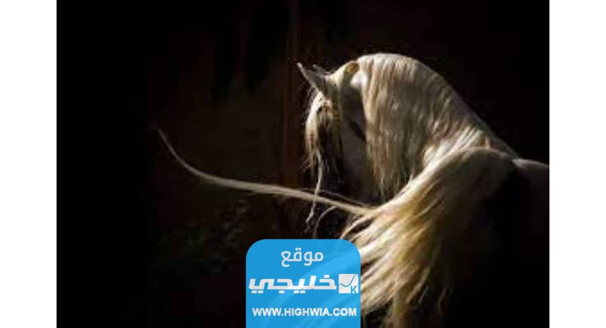  النبي الذي احب الخيل