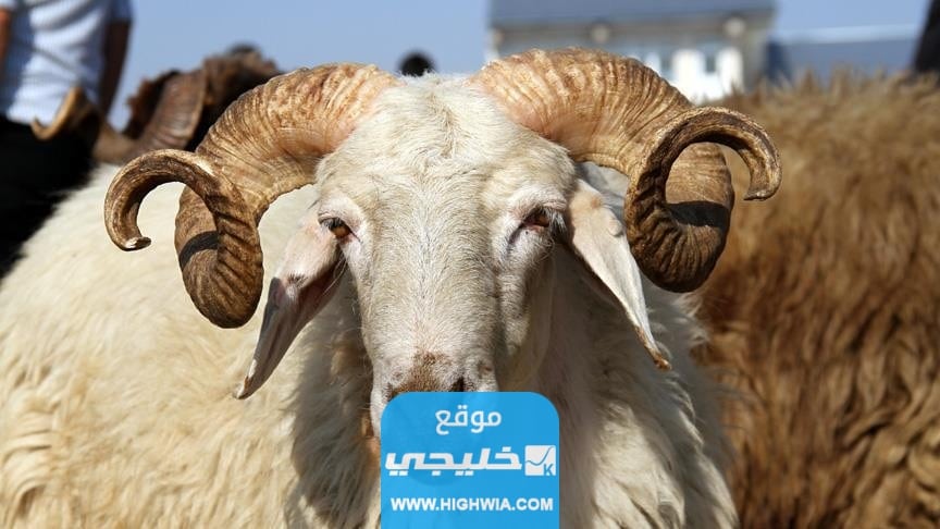 سعر الهدي في الحج