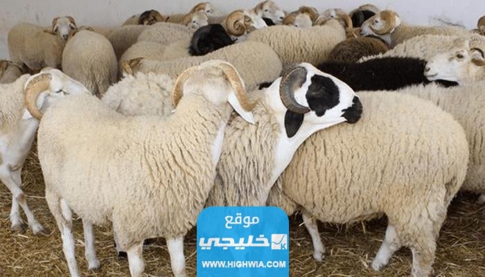 كم سعر الهدي في الحج للحجاج 2023