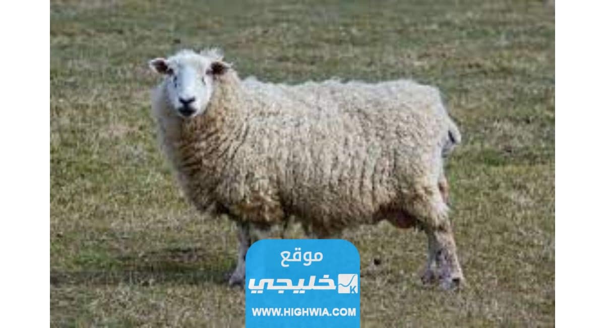 اسعار الاضاحي في الراجحي 2023