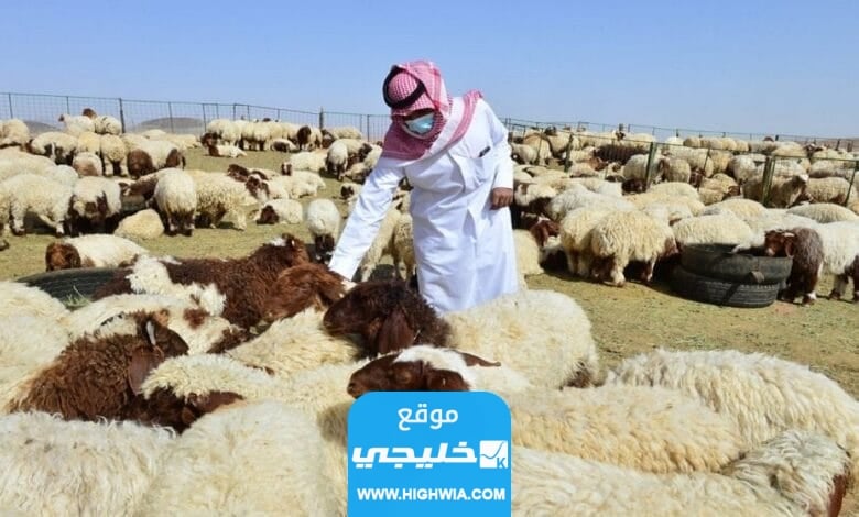 سعر الذبح للاضحية في المسلخ السعودية