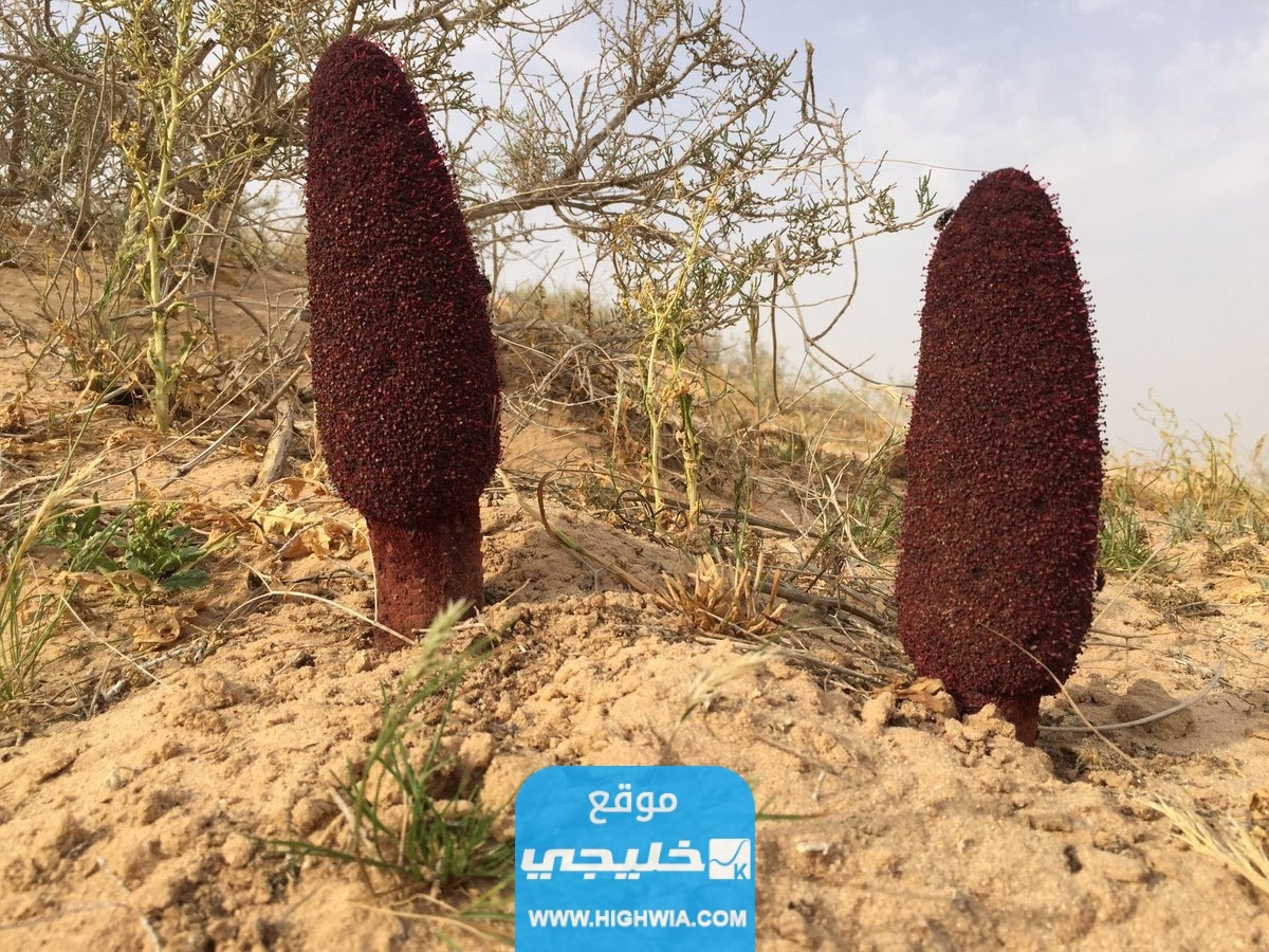 فوائد الطرثوث