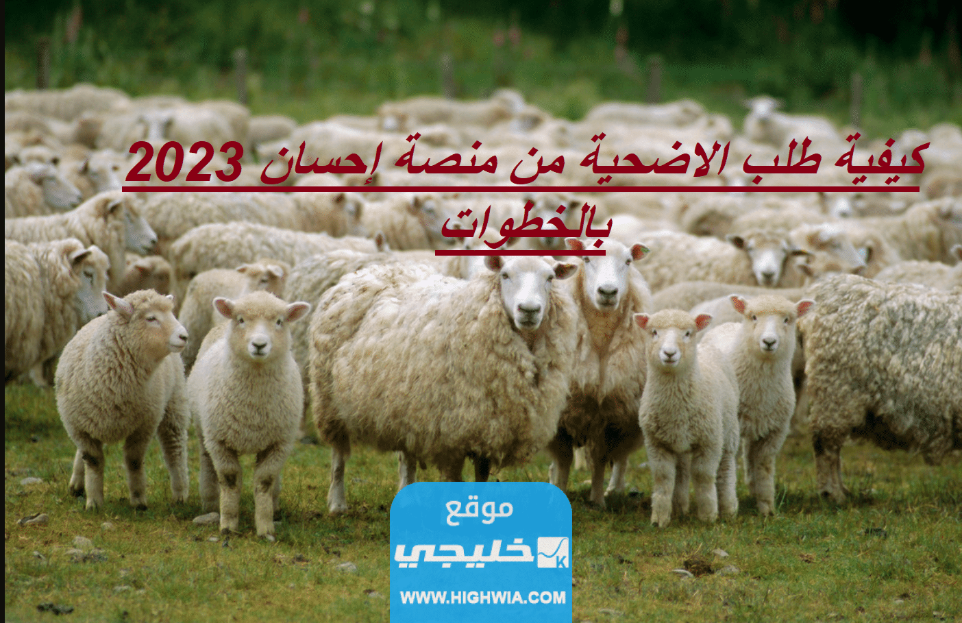 كيفية طلب الاضحية من منصة إحسان 2023 بالخطوات