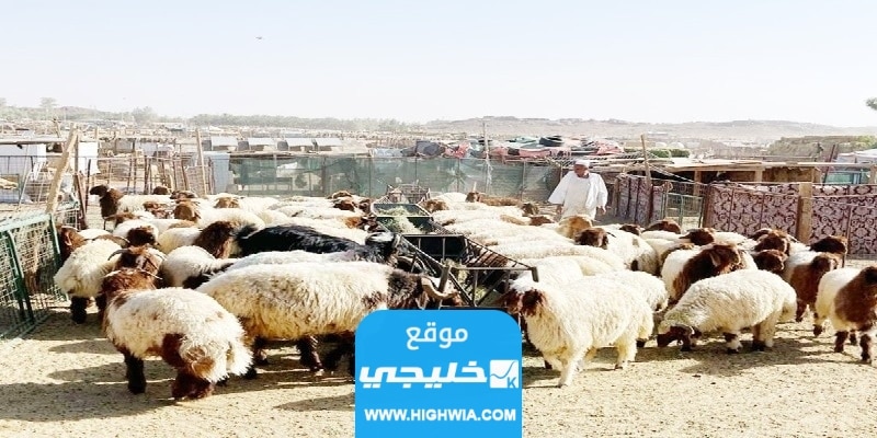 سعر الذبح للاضحية في المسلخ السعودية