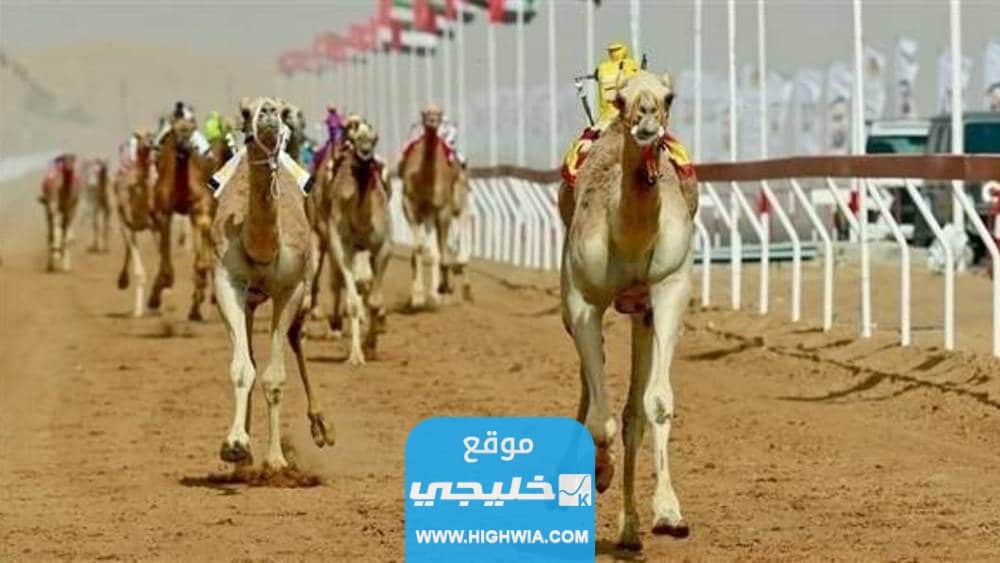 كم تبلغ جوائز مهرجان ولي العهد للهجن في السعودية 2023