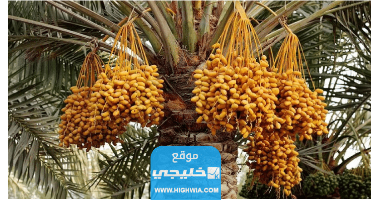 متى يبدأ موسم جمرة القيظ في الكويت 2023