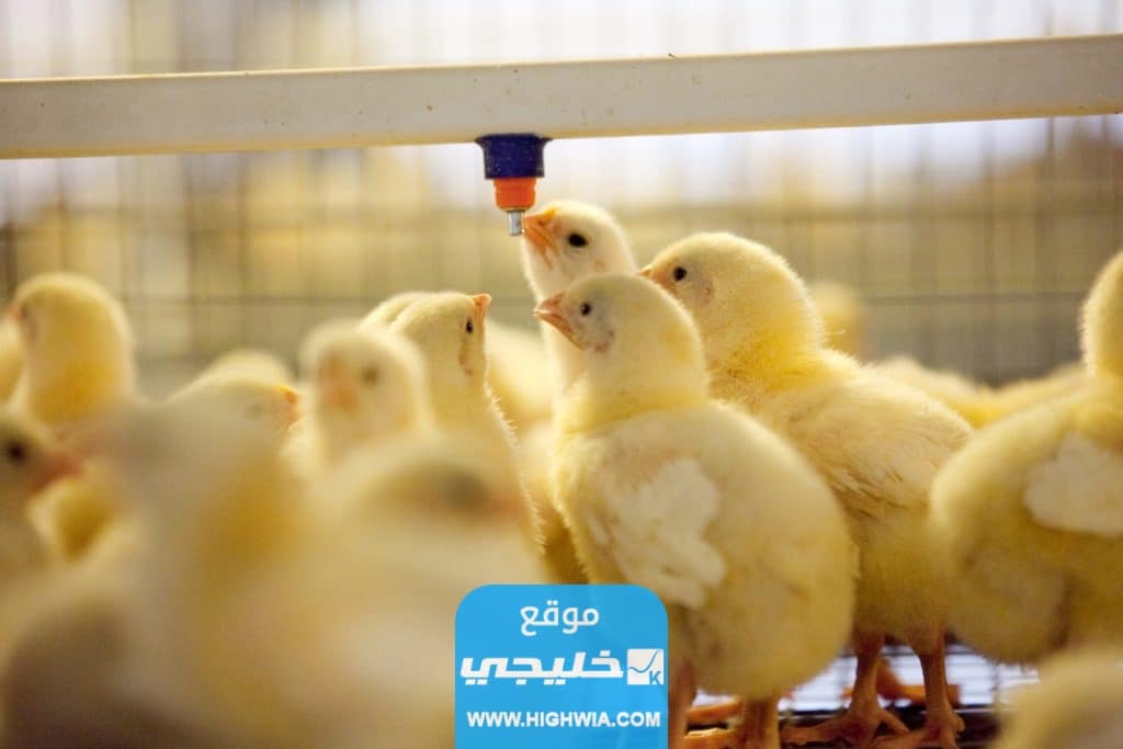 ماذا يأكل الصوص أو الكتكوت بعد التفقيس