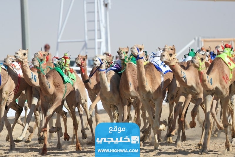 القنوات الناقلة لمهرجان ولي العهد للهجن في السعودية 2023