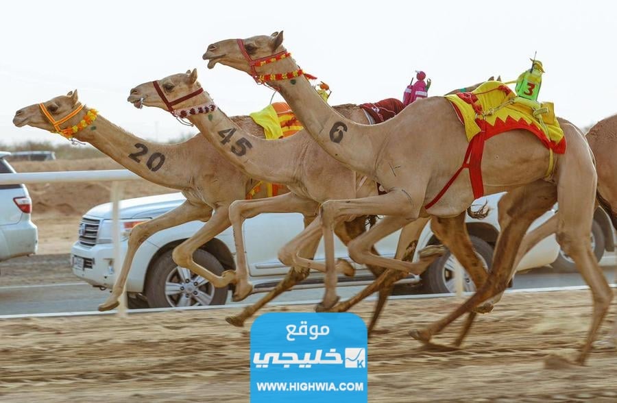 مهرجان الهجن