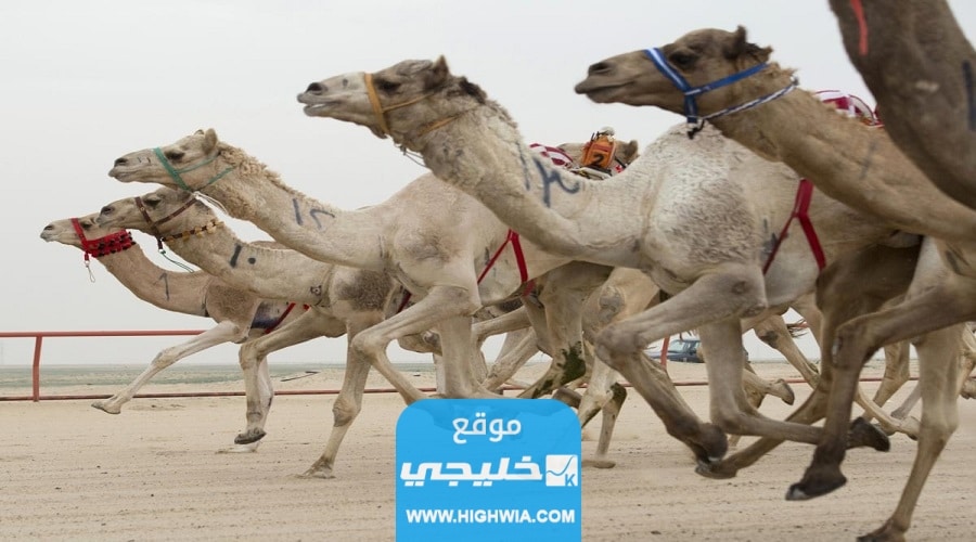 مواعيد سباق الهجن في قطر
