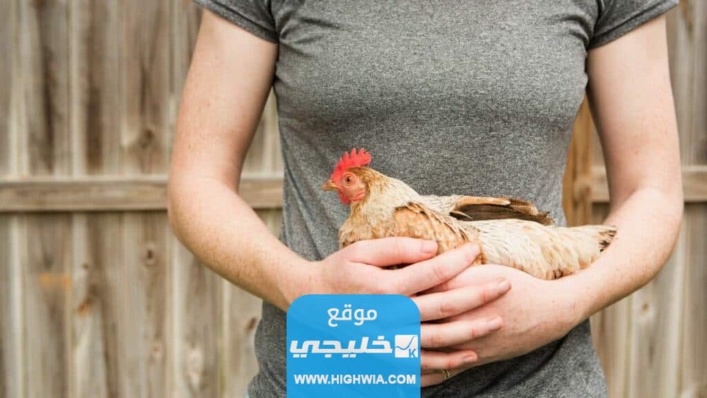 قانون تَربية الحيوانَات أو الدَواجن في البيوت في الكويت