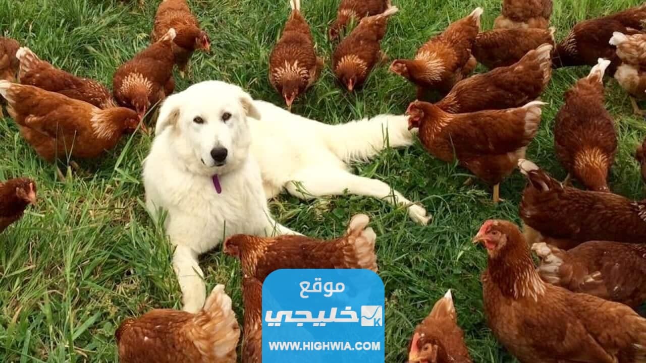 شروط تربية الحيوانات والدواجن في البيوت في الكويت 2023