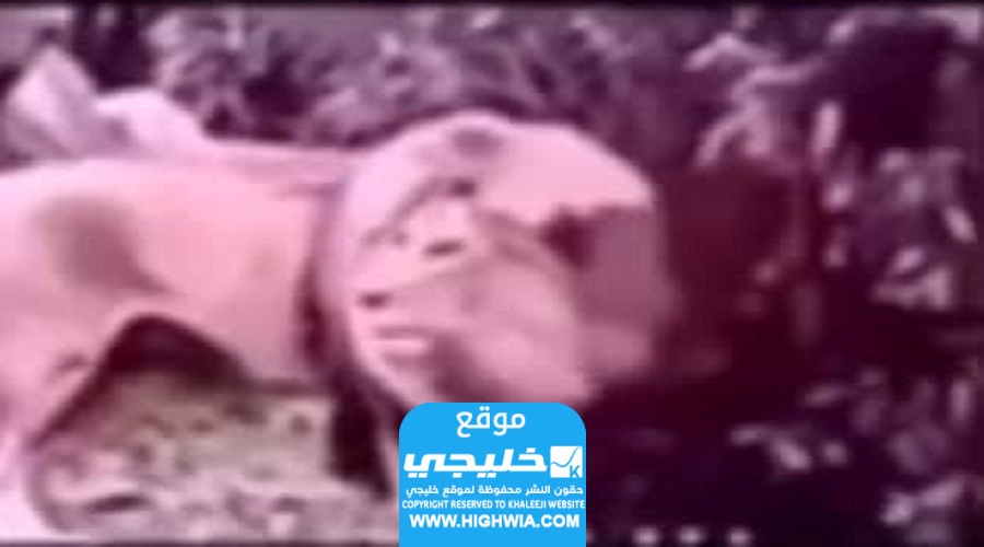  رابط مقطع الاسد كامل (غير أخلاقي) مشاهدة فيديو الاسد كامل بدون حذف 
