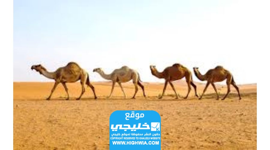 عنوان الاتحاد السعودي للهجن