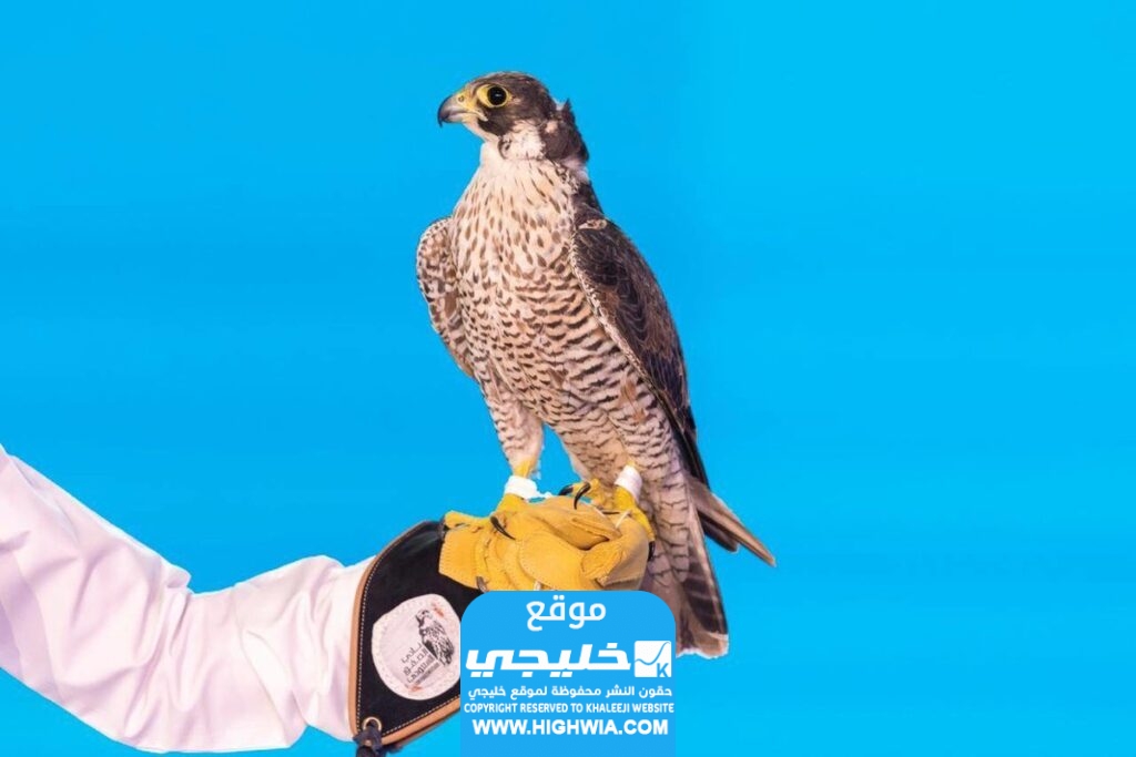 معرض الصقور والصيد السعودي