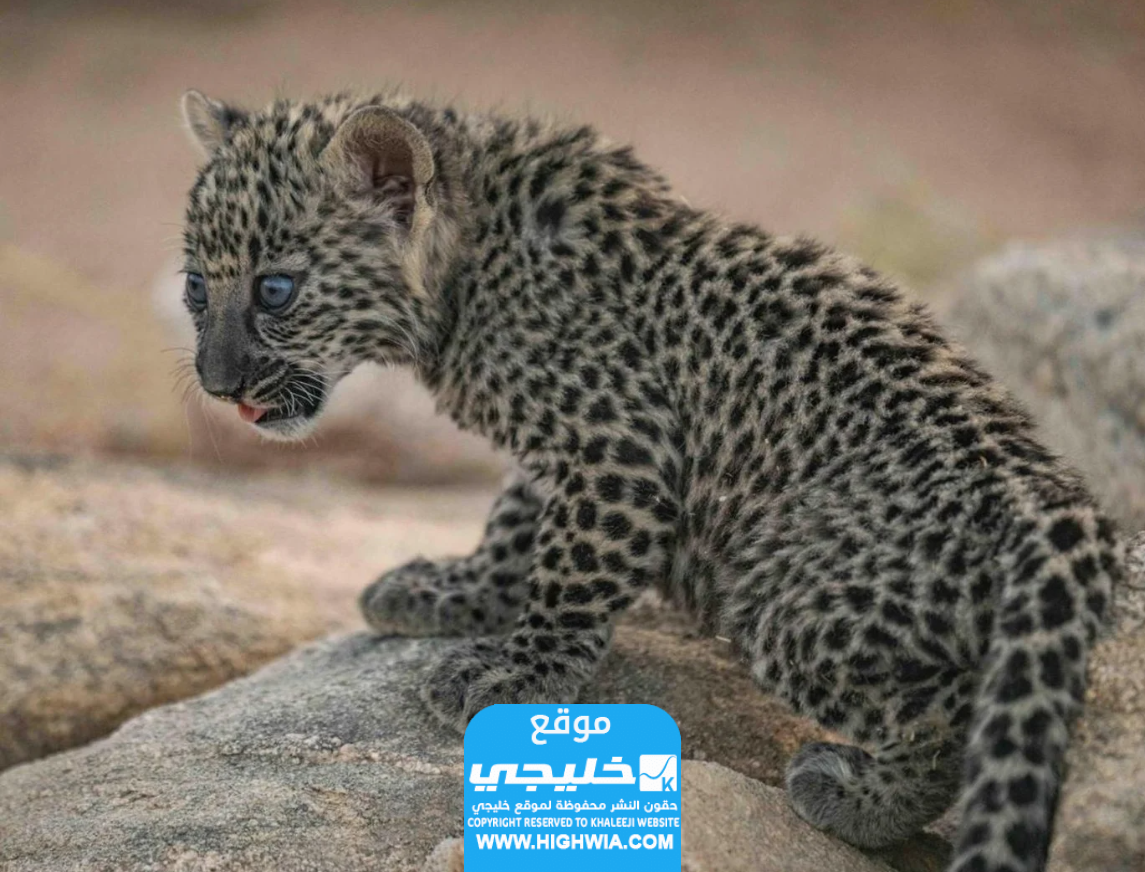 ولادة 7 صغار من نمر عربي المهدد بالانقراض