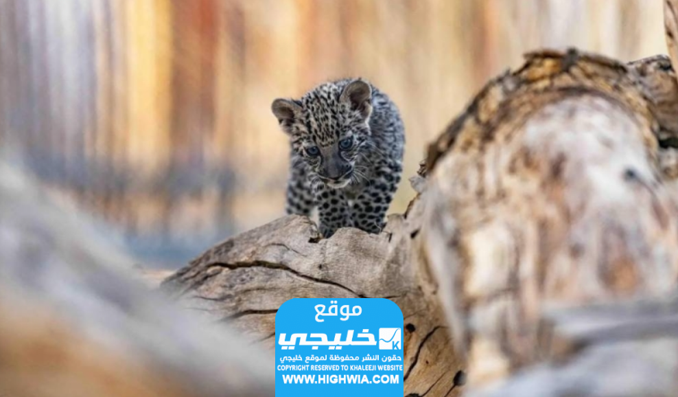 ولادة 7 صغار من نمر عربي المهدد بالانقراض