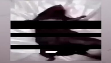 مقطع الفأر