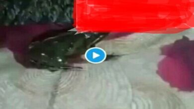 مقطع الضفدع والبنت