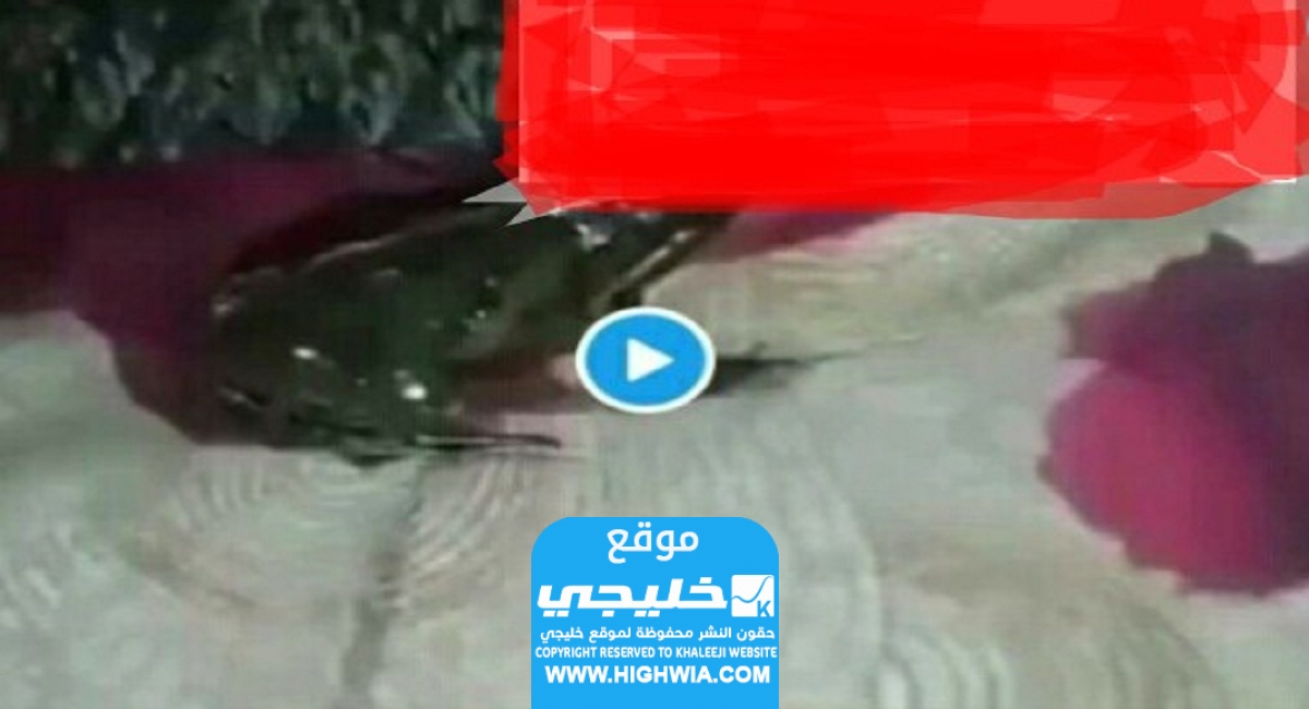 مقطع الضفدع والبنت