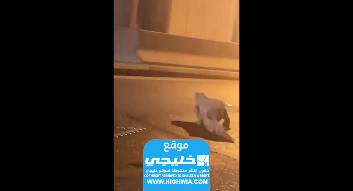 تمساح يتجول في شوارع القطيف في السعودية