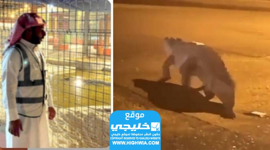 مشاهدة فيديو تمساح يتجول في شوارع القطيف في السعودية