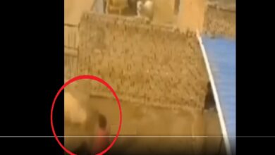 لحظة وفاة راعي غنم بين أغنامه بعد نطحه من قبل خاروف
