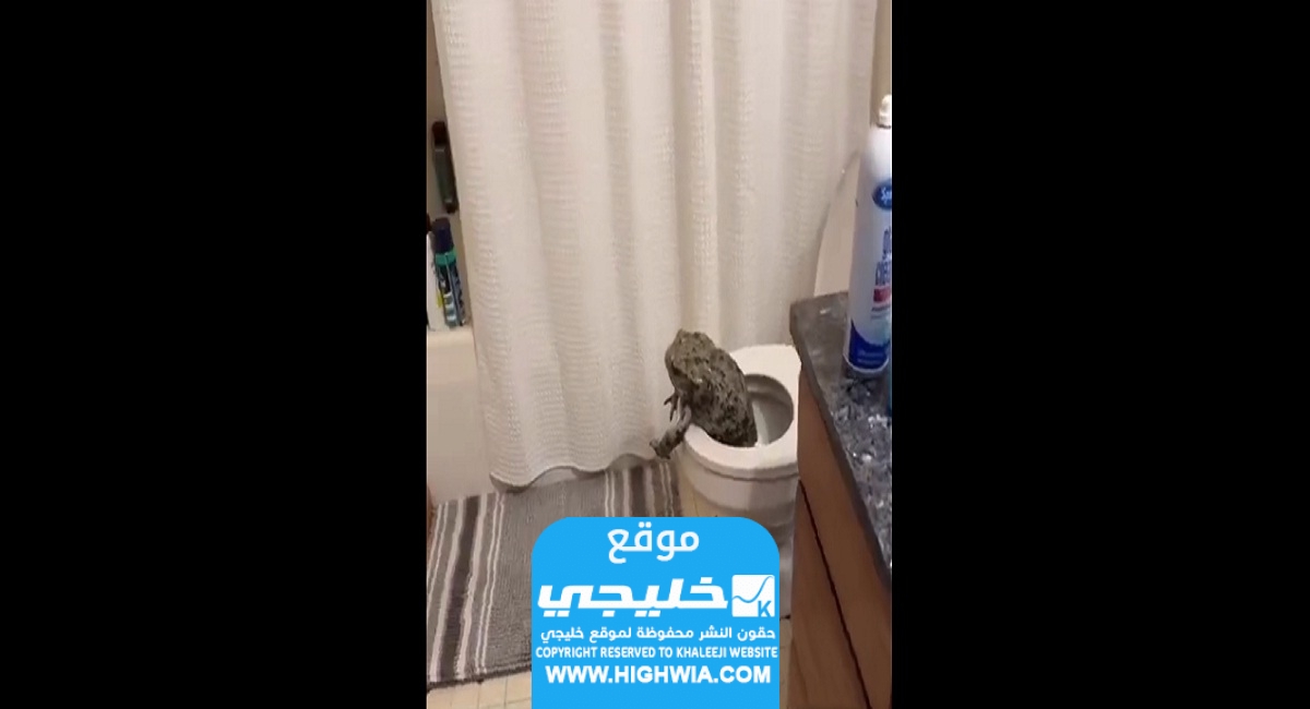  مقطع الضفدع والبنت