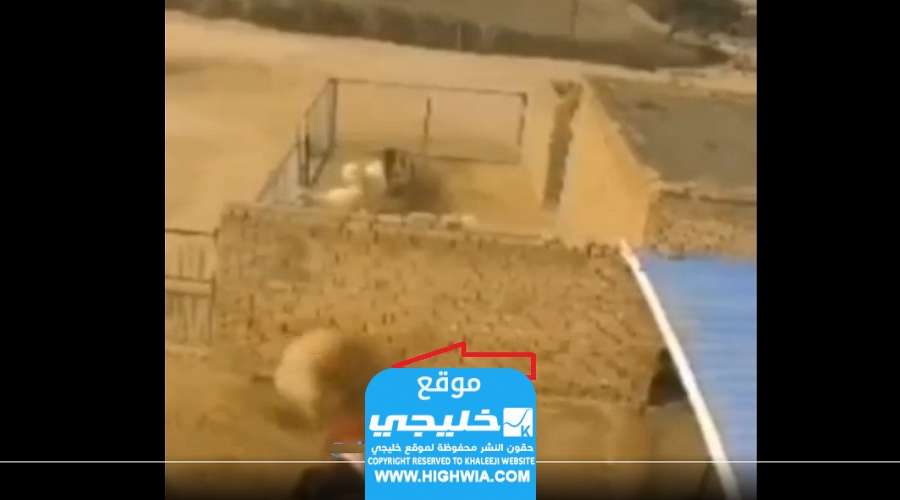 لحظة وفاة راعي غنم بين أغنامه بعد نطحه من قبل خاروف