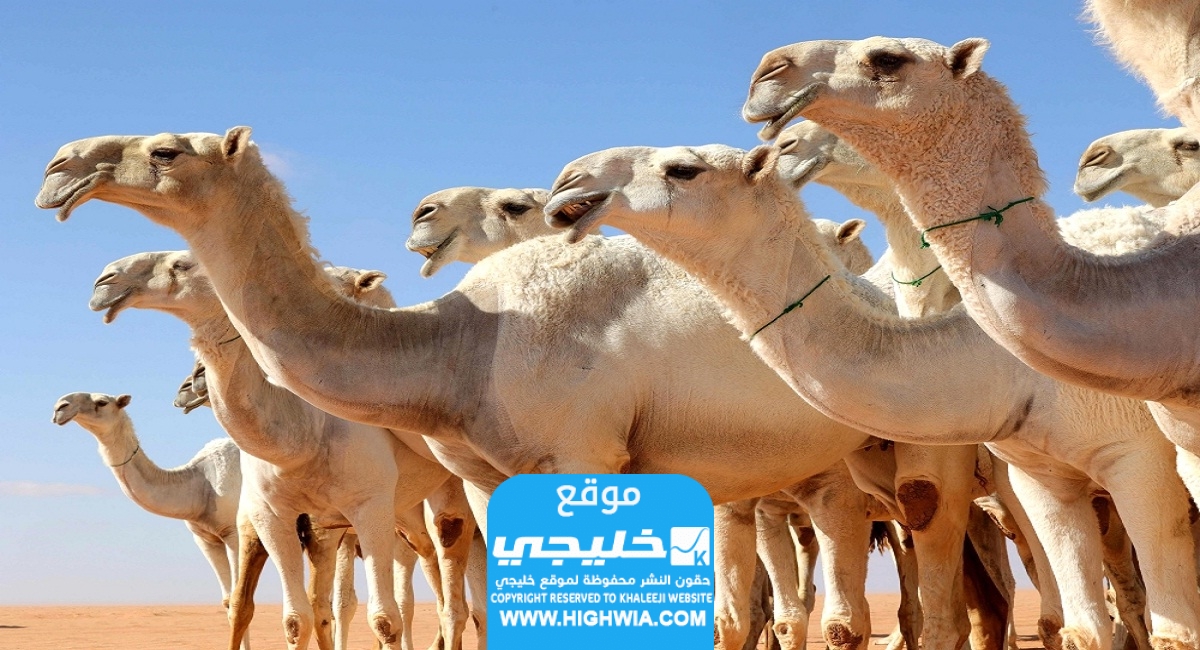 سبب تسمية عام 2024 بـ "عام الابل"