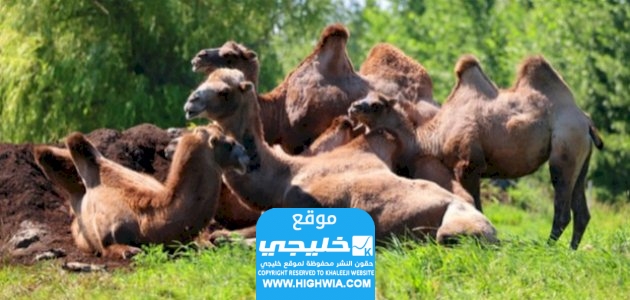 يبلغ عدد الابل في السعودية 