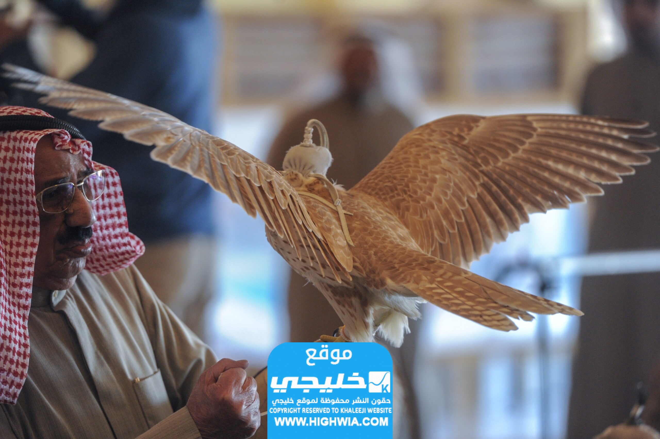 الفائز في مسابقة مزاين الصقور