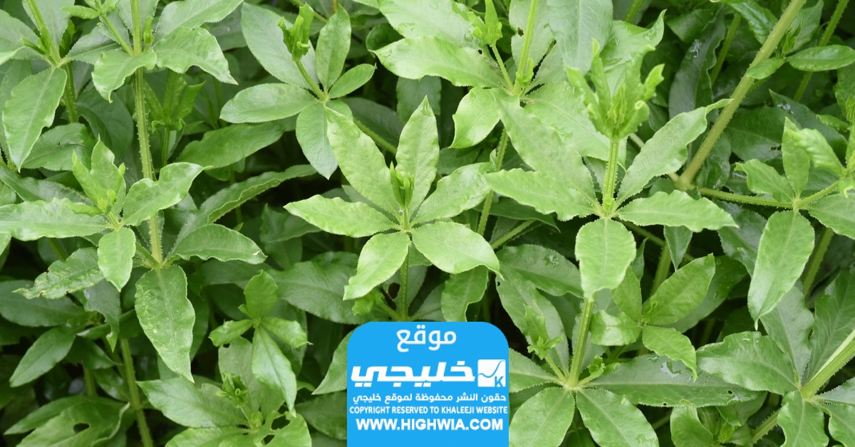 تجربتي مع عشبة الفوة