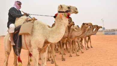 يبلغ عدد الابل في السعودية