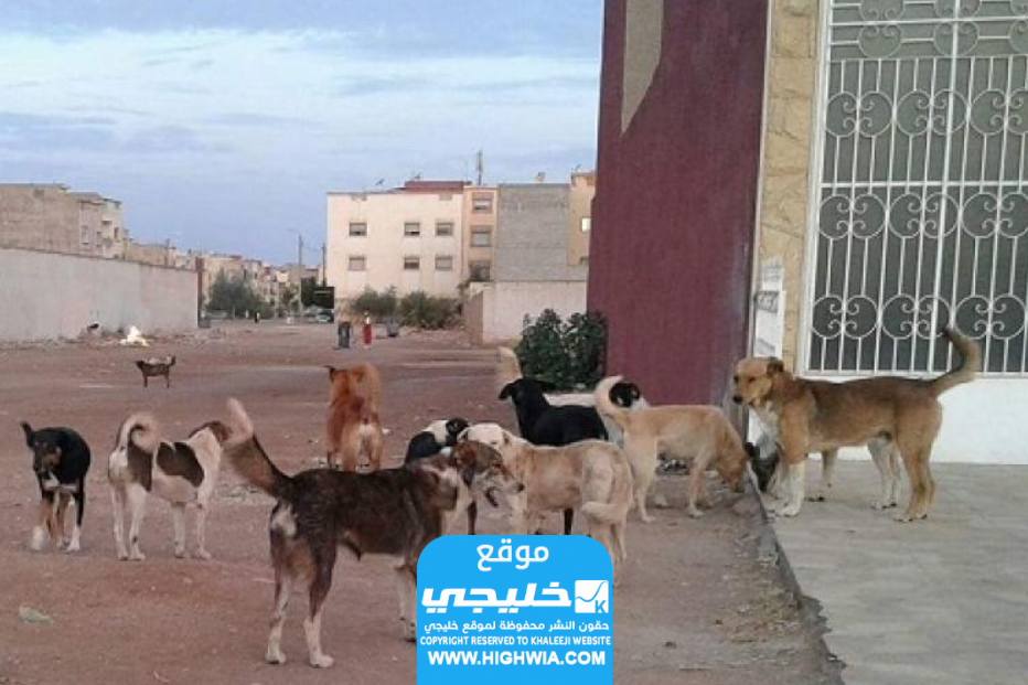 فيديو لـ مجموعة من الكلاب الضالة تنهش قطة بمنطقة غرب عبدالله المبارك في الكويت