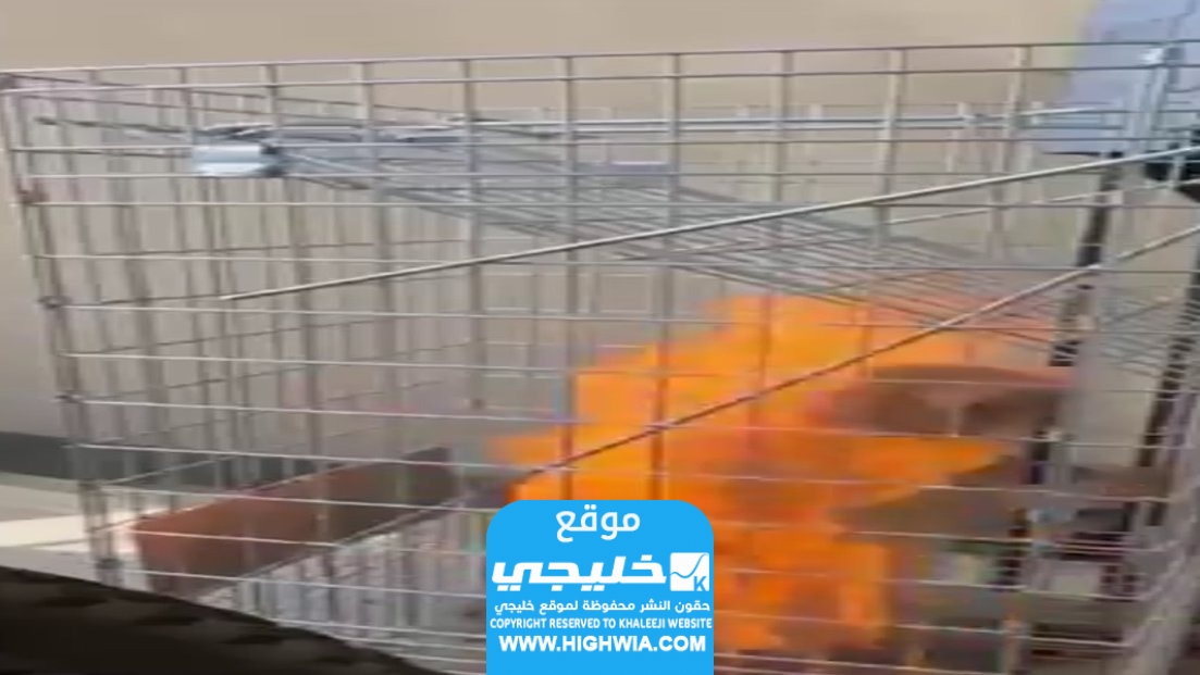 من هو معنف قطط الظهران