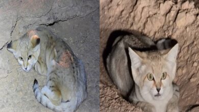 فيديو القط الرملي في محمية الوعول في السعودية