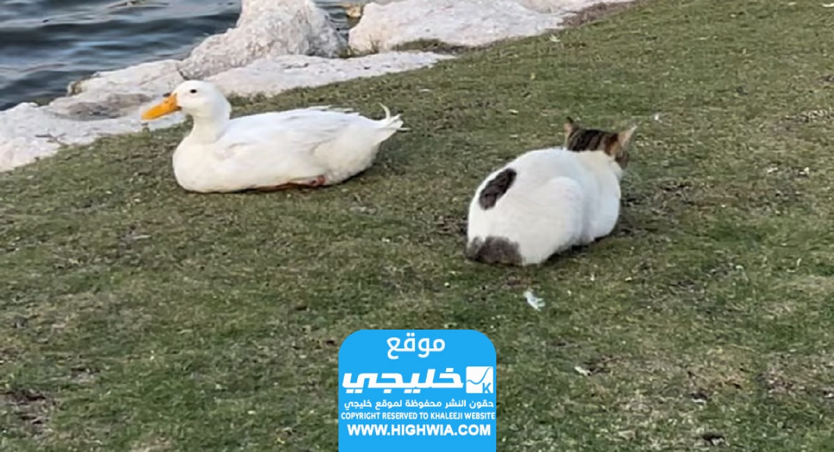 علاقة بين "قطة وبطة" على كورنيش الخبر تثير الجدل