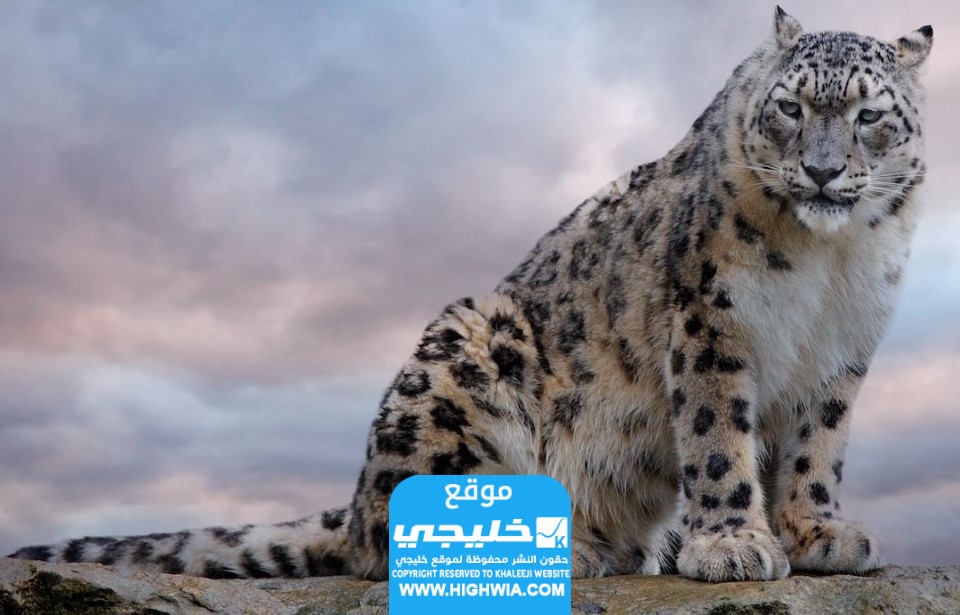 فعاليات الاحتفال باليوم العالمي للنمر العربي