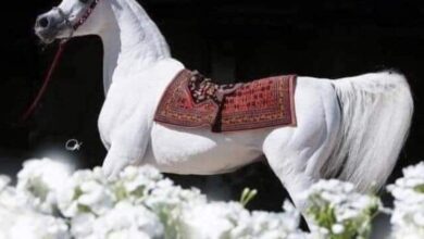 سعر الخيل العربي الأصيل في السعودية