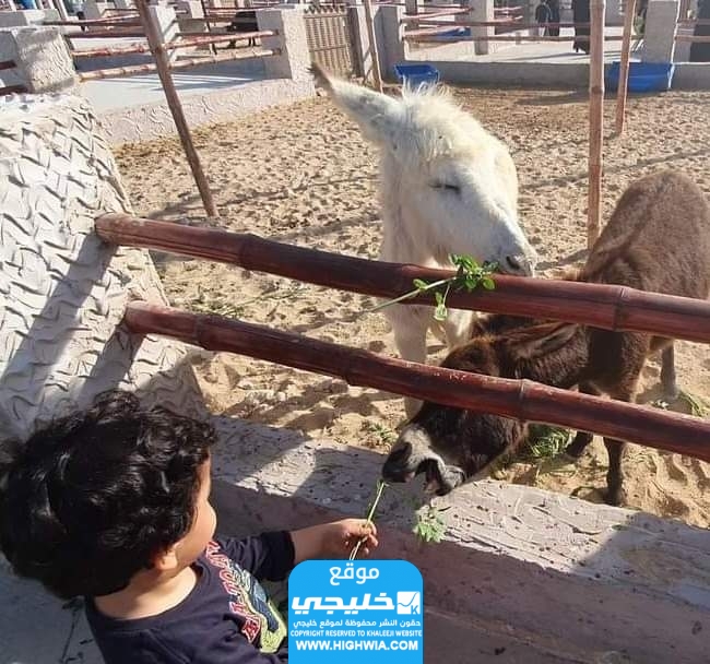 أسعار تذاكر حديقة الإمارات للحيوانات القزمة 2024