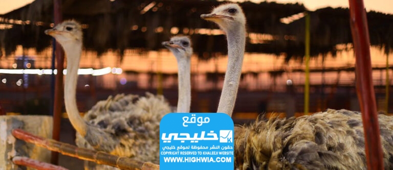 أسعار تذاكر حديقة الإمارات للحيوانات القزمة 2024