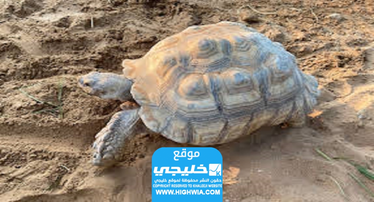 حجز تذاكر حديقة الإمارات للحيوانات القزمة