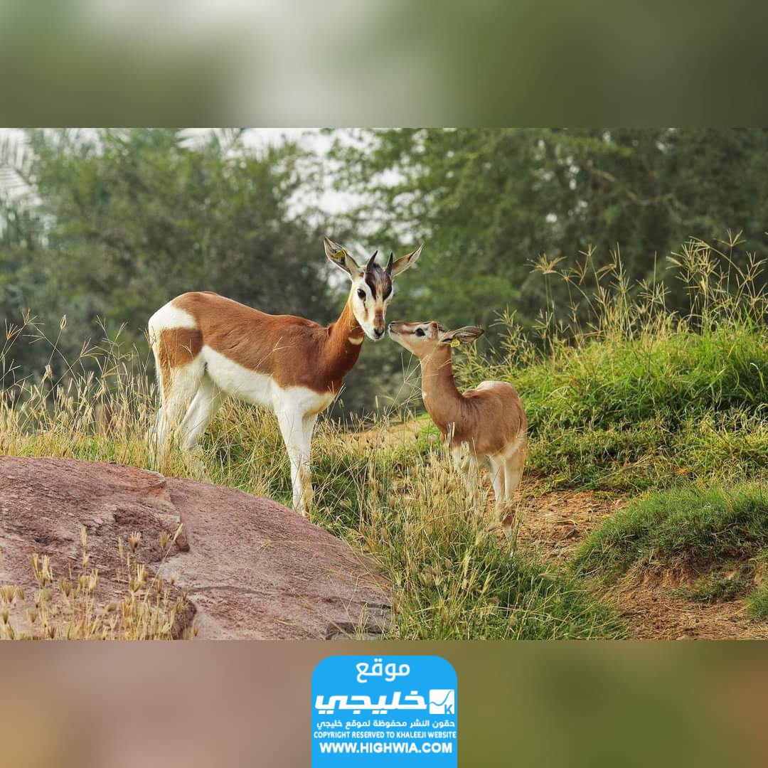 مواعيد عمل حديقة الإمارات للحيوانات القزمة